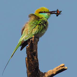 Keoladeo - Green bee-eater